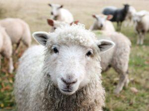 Benessere animale Green Marketing